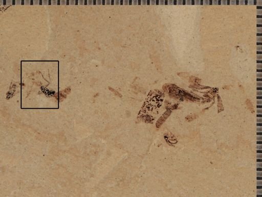undet. Diptera