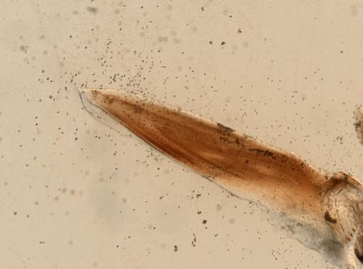 Eunicidae