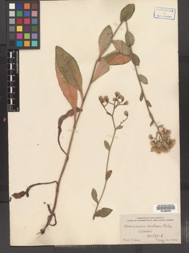 Hieracium scabrum