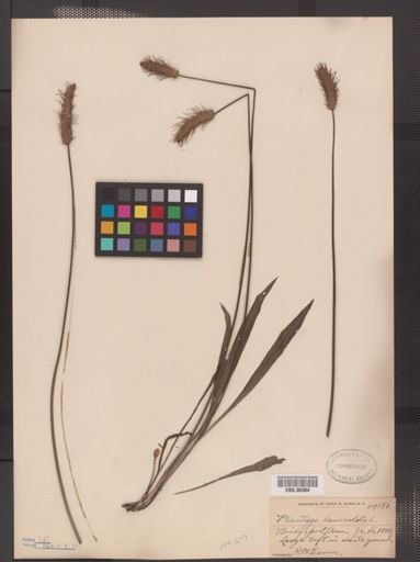 Plantago lanceolata
