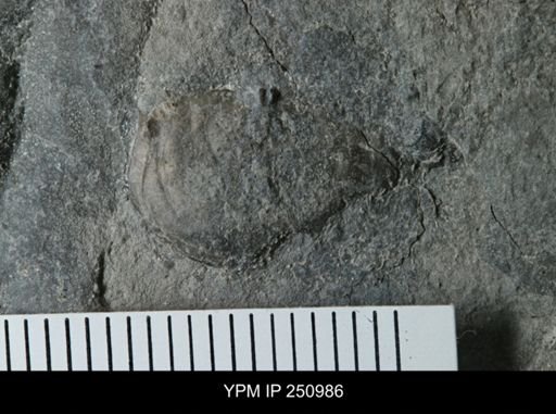 Pholidostrophia sp.