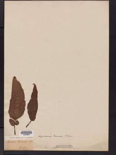 Hypoderris