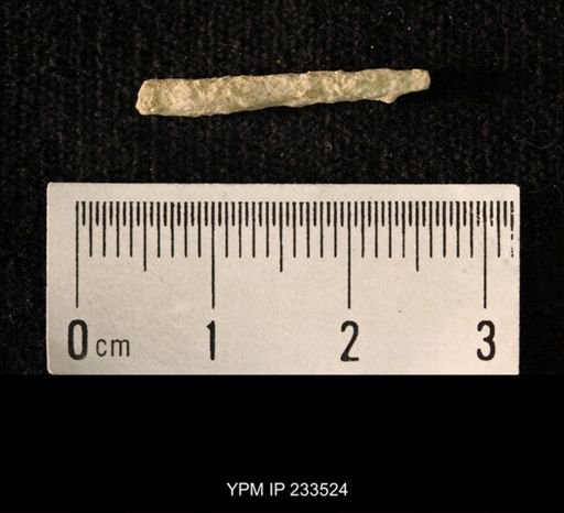 Archaeocidaris sp.