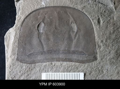 Eurypterus dekayi