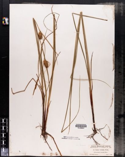Carex bullata