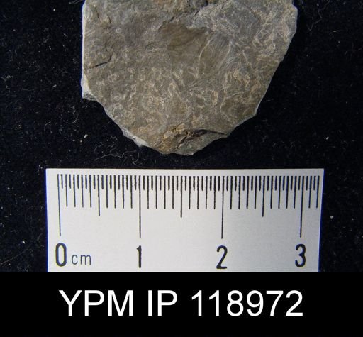 undet. Brachiopoda
