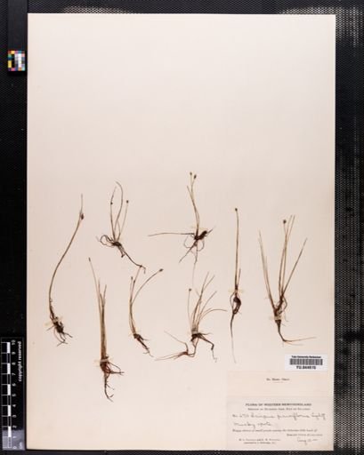 Eleocharis pauciflora
