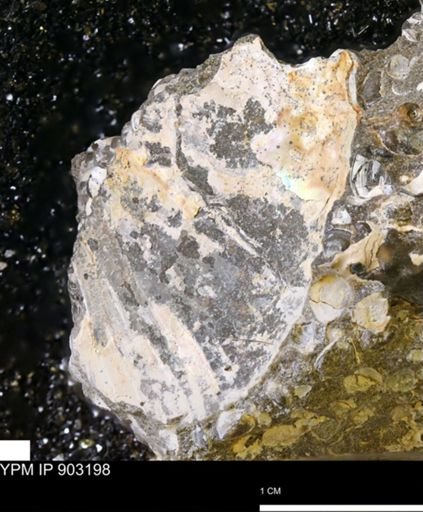 undet. Ammonoidea