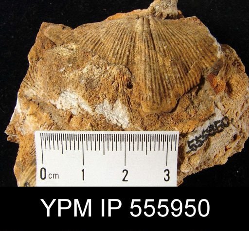 Spirifer (Mesochorispira) sp.