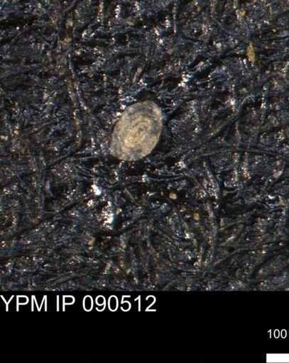 undet. Foraminiferida