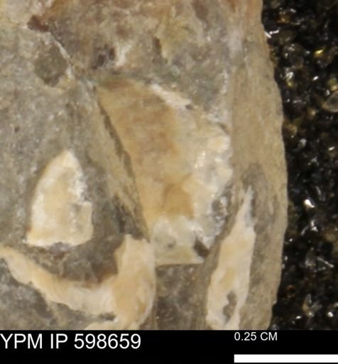 undet. Mollusca
