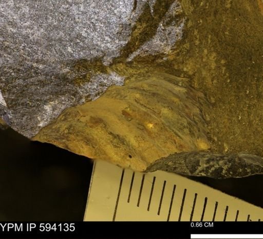 undet. Ammonoidea