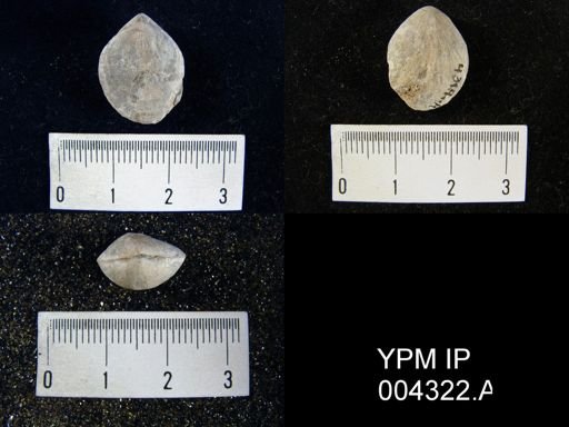 Denckmanella circularis