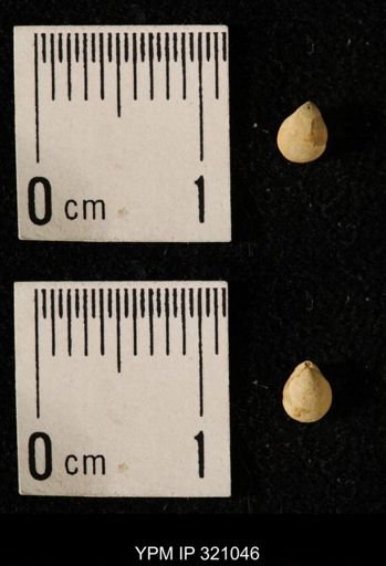 Dielasma elongatum