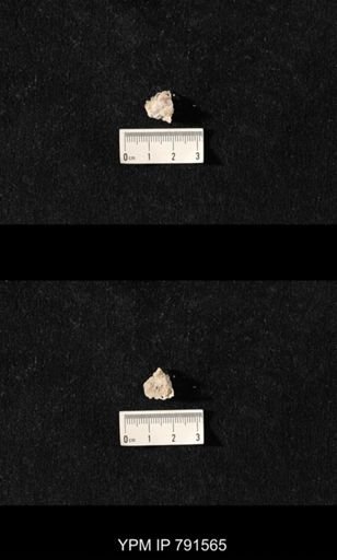 undet. Bryozoa