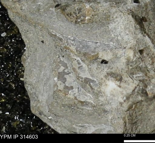 undet. Mollusca
