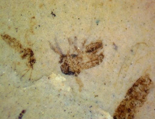 undet. Hymenoptera