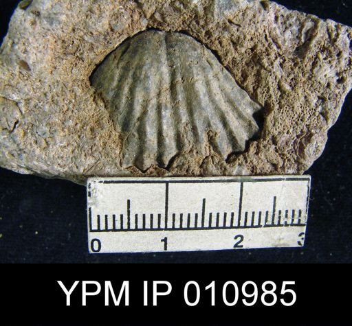 Meekella difficilis