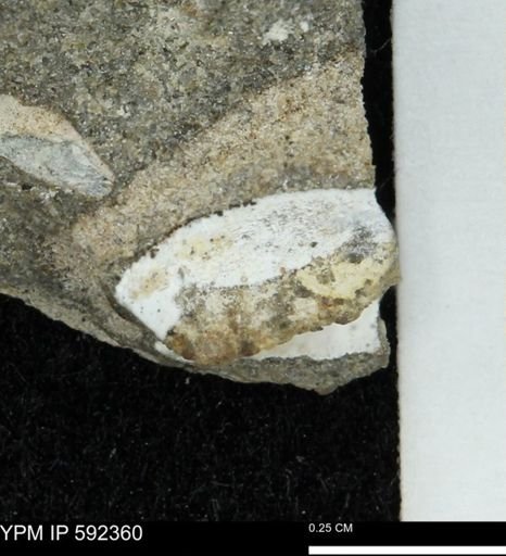 undet. Mollusca