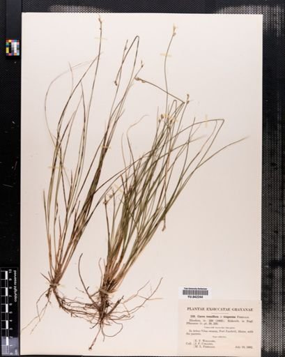 Carex