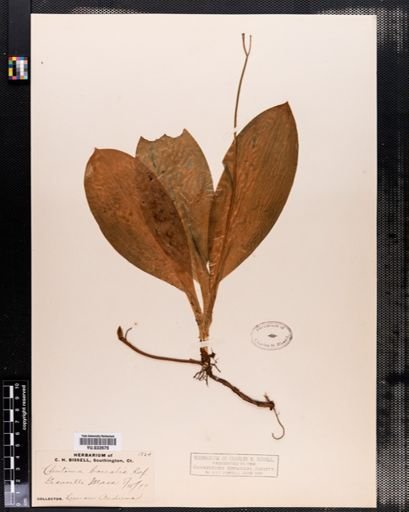 Clintonia borealis