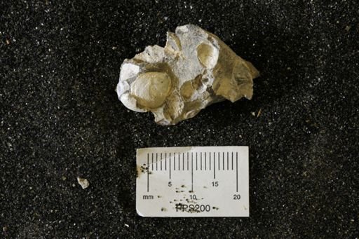 Spisula elliptica