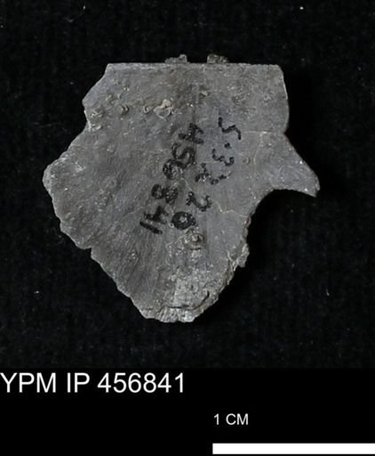 Stropheodonta sp.