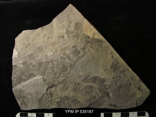 undet. Eurypterida