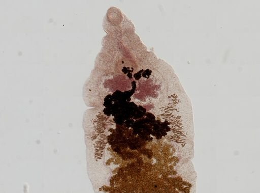 Dicrocoelium dendriticum
