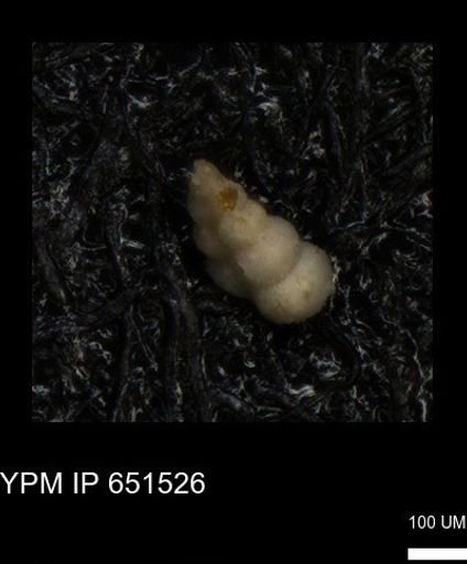 undet. Heterohelicidae