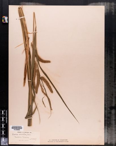 Carex crinita