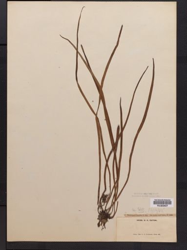 Vittaria