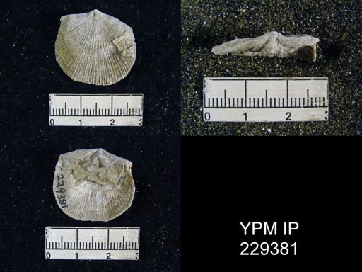 Derbya crassa richmonda