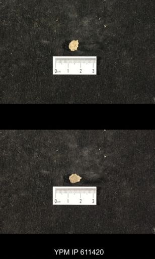 Glyptocrinus decadactylus