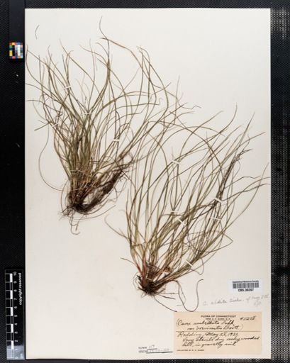 Carex abdita