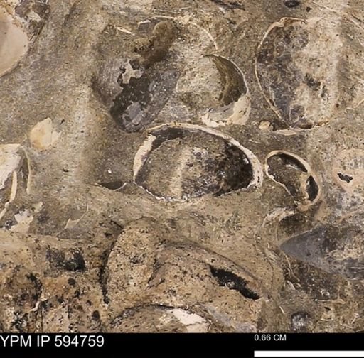 Protocardia sp.