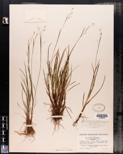 Carex capillaris