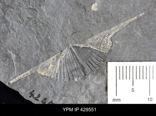 Mucrospirifer mucronatus