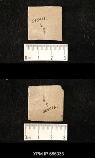 undet. Hymenoptera