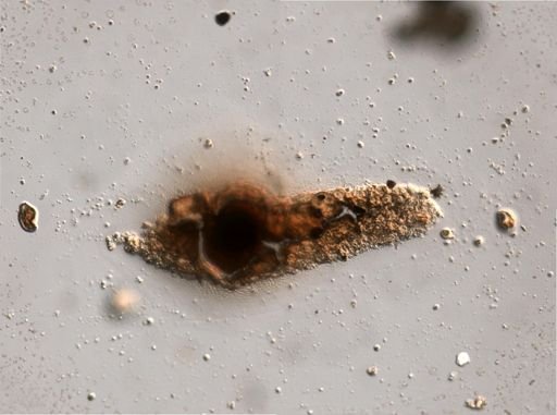 Rotifera