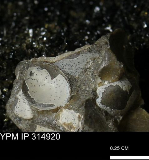 undet. Bivalvia