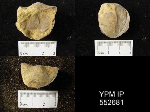 Linoprotonia hemisphaericus