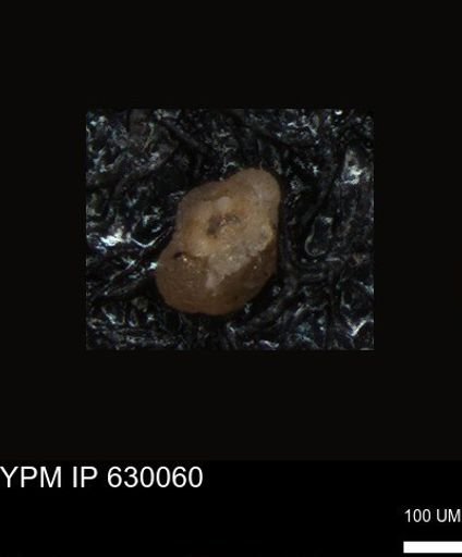 undet. Foraminiferida