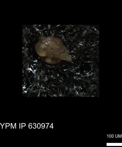 undet. Heterohelicidae