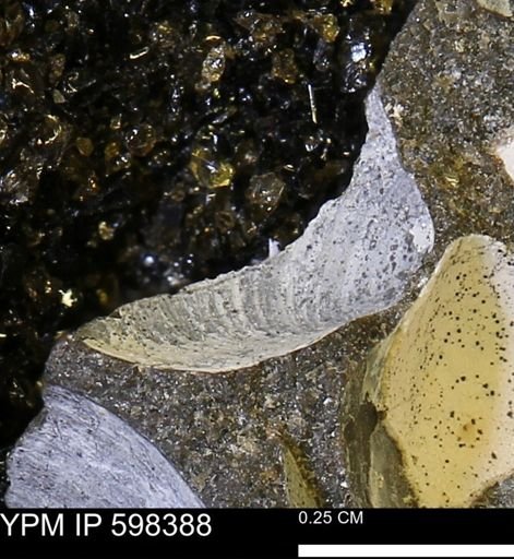 Limopsis striatopunctatus