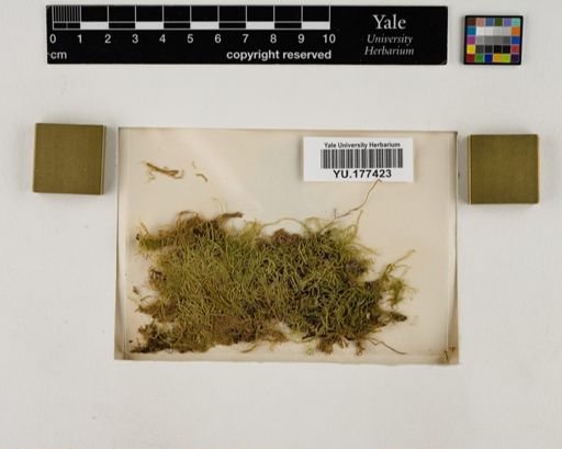 Plantae