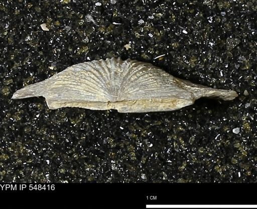 Stropheodonta callawayensis