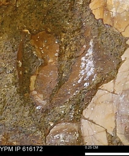 Protocardia subquadrata