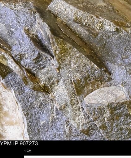 Sphenodiscus