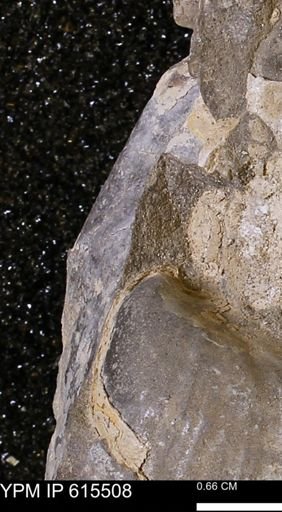 Inoceramus sp.